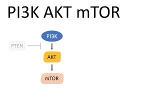 PI3K AKT mTOR Pathway and the effects [upl. by Schecter]