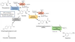 Catecholamine Biosynthesis Pathway [upl. by Kerin121]