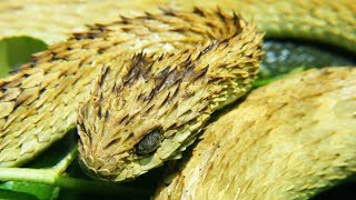 Striking Facts About Viper Snakes [upl. by Finnie698]