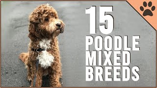 15 Poodle Mix Breeds That Will Melt Your Heart [upl. by Aihcropal809]