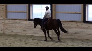 Three Tips to Improving Canter Transitions [upl. by Chancellor916]