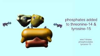 CELL CYCLE CYCLINS amp CYCLIN DEPENDENT KINASES [upl. by Noleta]