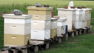 Beekeeping for Beginners  Really [upl. by Bergh744]