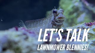 Fish Profile  Lawnmower Blenny [upl. by Mansoor]