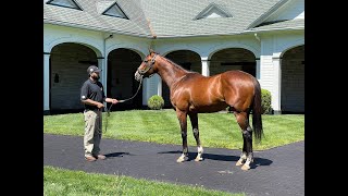 MyRacehorse quotBreeding Shedquot [upl. by Mateo382]