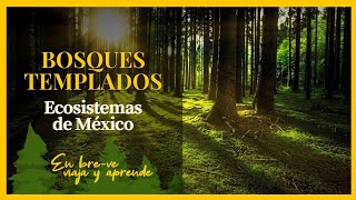 BOSQUES TEMPLADOS CARACTERÍSTICAS  Ecosistemas de México [upl. by Nawram296]