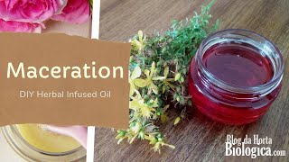 How To Make a Maceration  DIY Herbal Infused Oil [upl. by Eneloj]