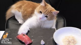 Sushi for Cats [upl. by Repip]