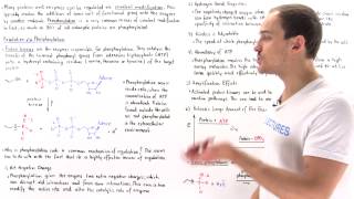 Phosphorylation Covalent Modification [upl. by Einegue]