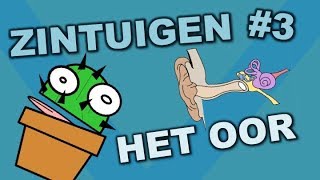 Onderdelen van het oor  Zintuigen 3  Cactuss Biologie [upl. by Modesta]