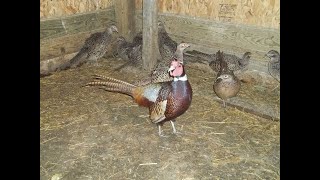 SHPF Breeding Ringneck Pheasants Ep2 [upl. by Airym]