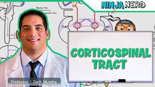 Neurology  Descending Tracts Corticospinal Tract [upl. by Euqenimod804]