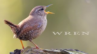 Bird sound  Wren chirping and singing bird call and song [upl. by Litnahs]