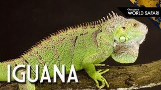 6 Insane Iguana Facts [upl. by Enixam327]