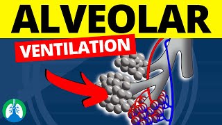 Alveolar Ventilation Medical Definition  Quick Explanation [upl. by Nawek572]