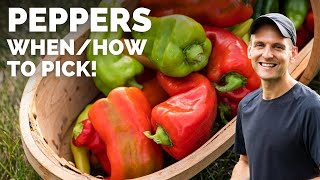 Tips for Picking Peppers [upl. by Ortiz]