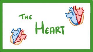 GCSE Biology  The Heart 23 [upl. by Seigler]