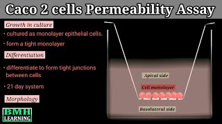 Caco 2 Cells Permeability Assay [upl. by Retsub]