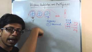 Histone acetylation and methylation [upl. by Anitnuahs]