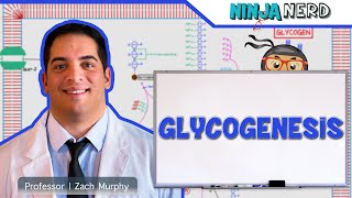 Metabolism  Glycogenesis [upl. by Nnylhsa98]