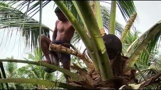 Coconut Production in Sri Lanka 2005 [upl. by Valenka]