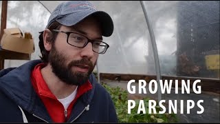 Growing and Harvesting Parsnips [upl. by Oiramal]