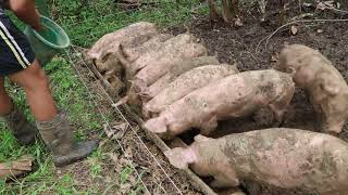 Small scale Pastured Pig Farm PH [upl. by Lander]