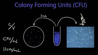 Colony Forming Units and Dilution Calculations [upl. by Sirois]