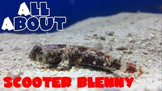 All About The Scooter Blenny or Dragonet [upl. by Yzzo268]