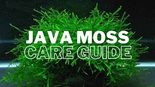 How to Successfully Grow and Care for Java Moss [upl. by Marcille772]