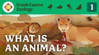 What is an Animal Crash Course Zoology 1 [upl. by Linder]