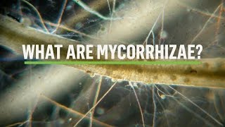 MYCORRHIZAE How does the symbiosis take place [upl. by Drarej]