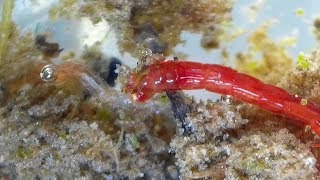 Midge Larva feeding on another Midge larva Chironomidae  Bloodworms [upl. by Ehlke]