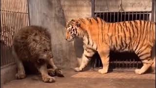 Siberian Tiger and African Lion [upl. by Notsew]