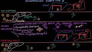 Diabète de type II  Pathophysioplogie  Docteur Synapse [upl. by Rad308]