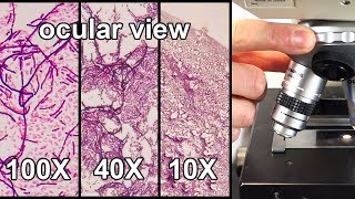 How to Focus a Microscope amp How the Field of View Changes [upl. by Yarw]